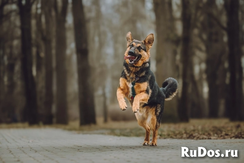 Фьючерс - настоящий медвежонок! В добрые руки изображение 3