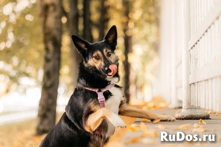 Макена ищет дом. изображение 6