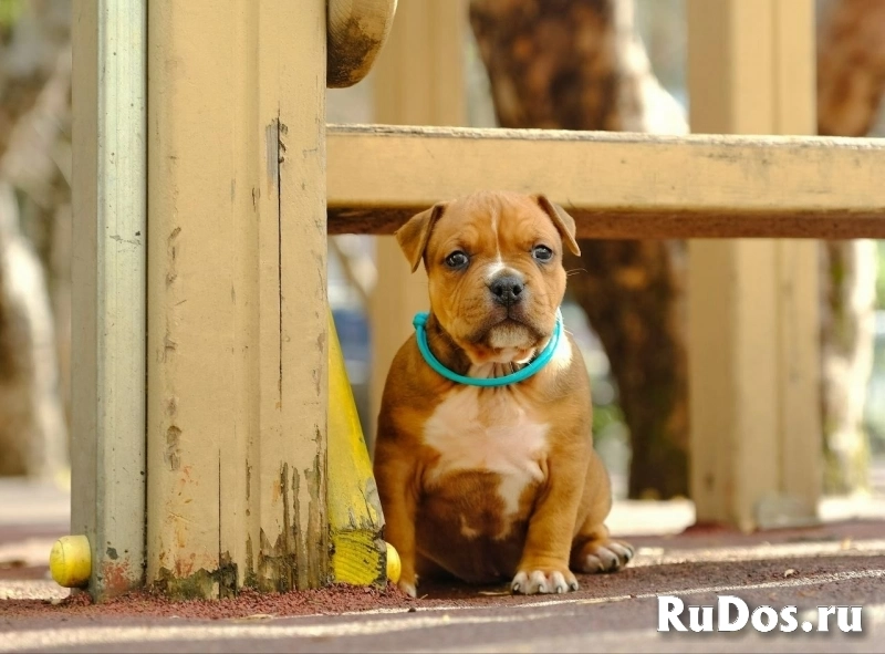 Милые щенки Амстаффтерьера бронь фотка