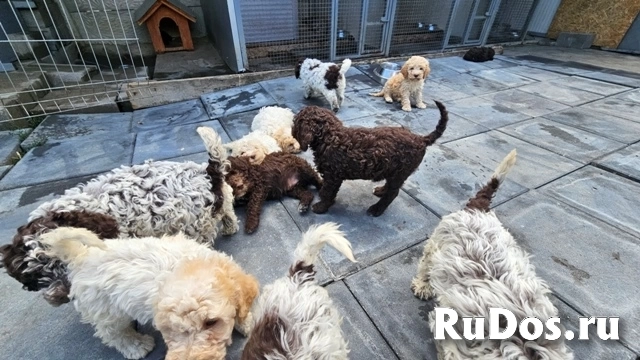 Лаготто-романьоло, великолепные щенки изображение 9