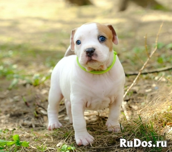 Милые детки Амстаффтерьера ркф изображение 10