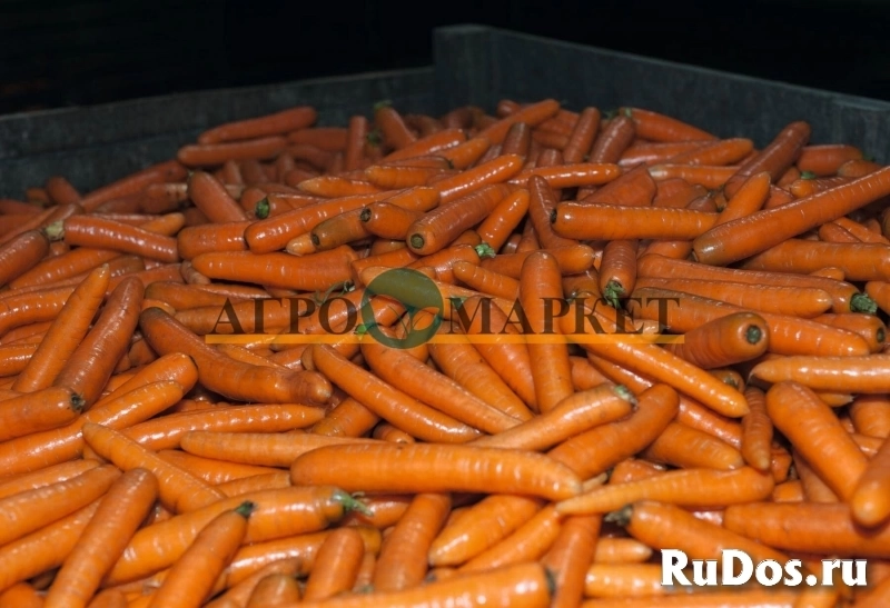 Морковь бангор F1 2,2-2,4 (1 000 000 семян) Bejo фото
