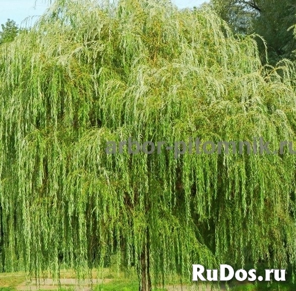 , купить растения картинка 9 , купить растения изображение 9