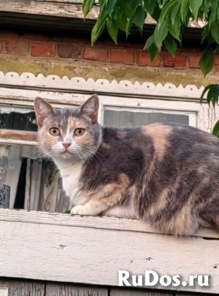 Молодая кошечка Фима ищет семью. фото