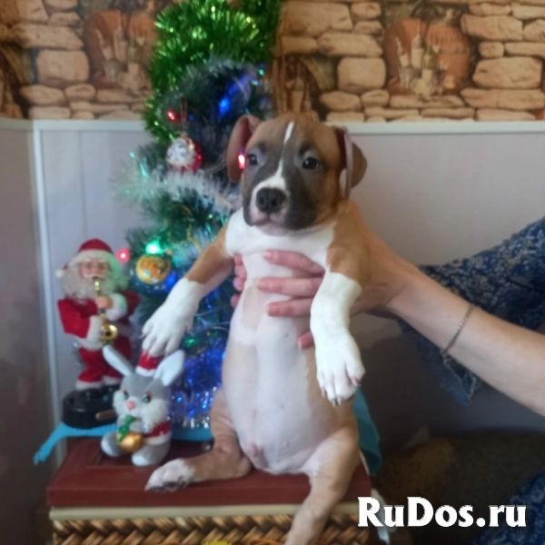 Рыжие малыши Амстаффтерьера ркф изображение 6