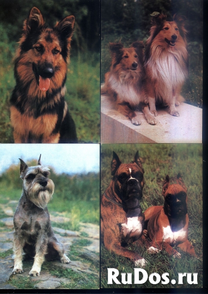 Открытки собаки Чехословакия изображение 6
