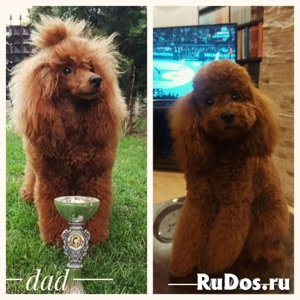 Красные пудели изображение 3
