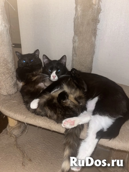 Добрый и ласковый котик Маркиз ищет дом! картинка 6 Добрый и ласковый котик Маркиз ищет дом! изображение 6