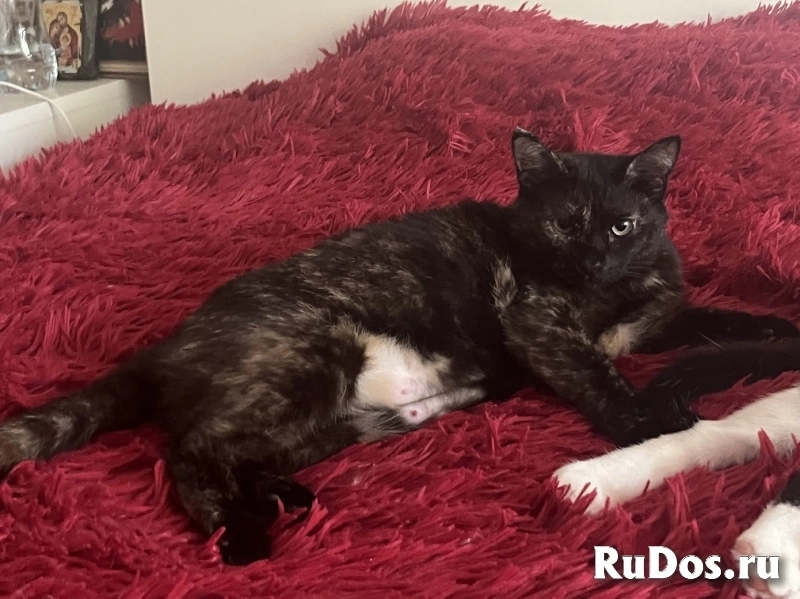 Добрый и ласковый котик Маркиз ищет дом! картинка 7 Добрый и ласковый котик Маркиз ищет дом! изображение 7