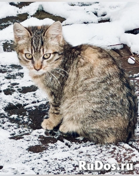 Ищут дом два очаровательных котенка. фото