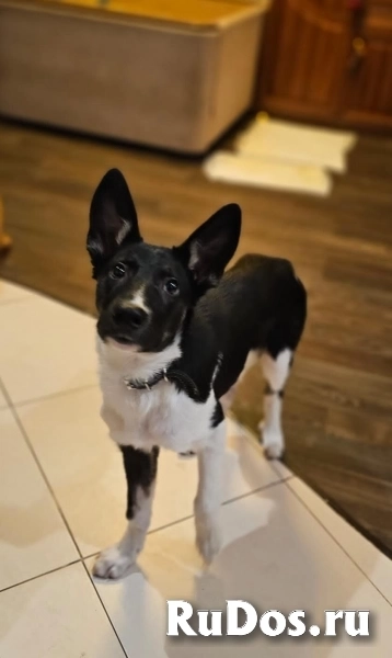 Чудесный щенок Ричард ищет дом. изображение 6