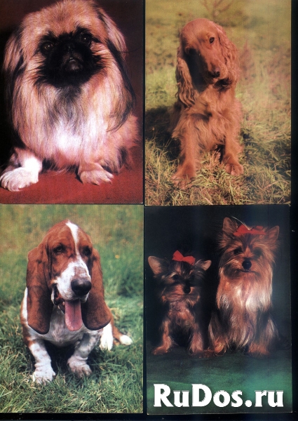 Открытки собаки Чехословакия фотка