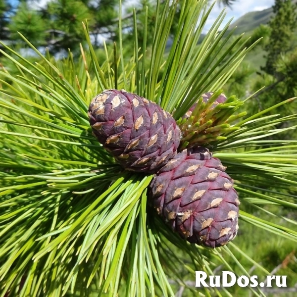 Ели из собственного питомника изображение 3