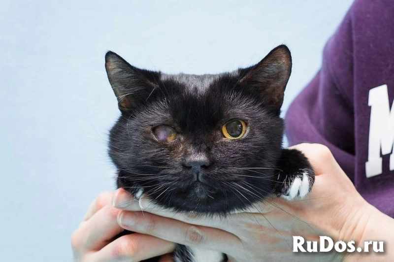 Котя ищет дом. изображение 4