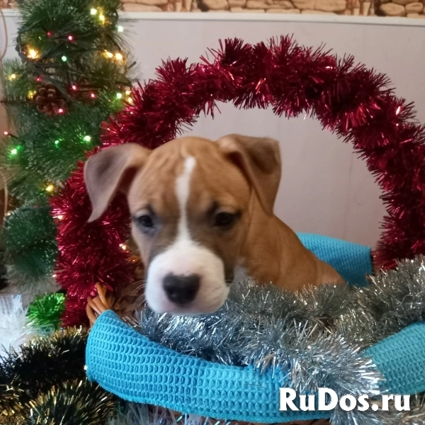 Рыжие малыши Амстаффтерьера    ркф изображение 9