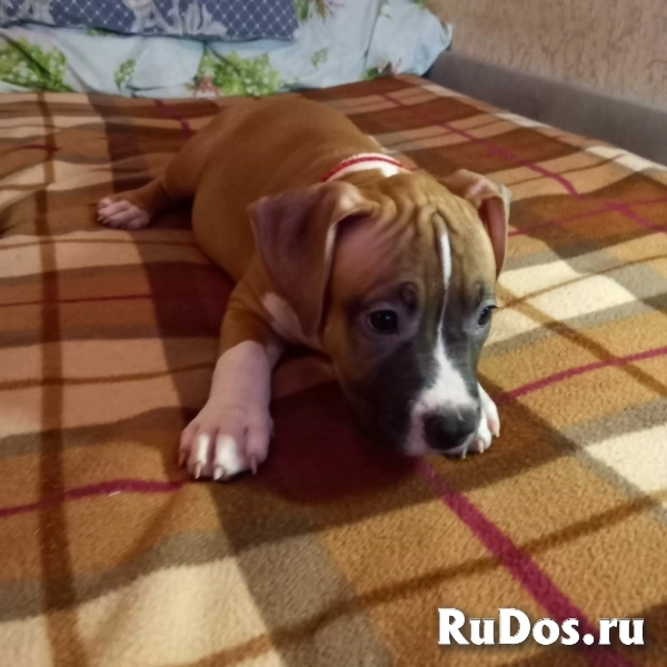 Чудесный мальчик Амстаффтерьера ркф изображение 6