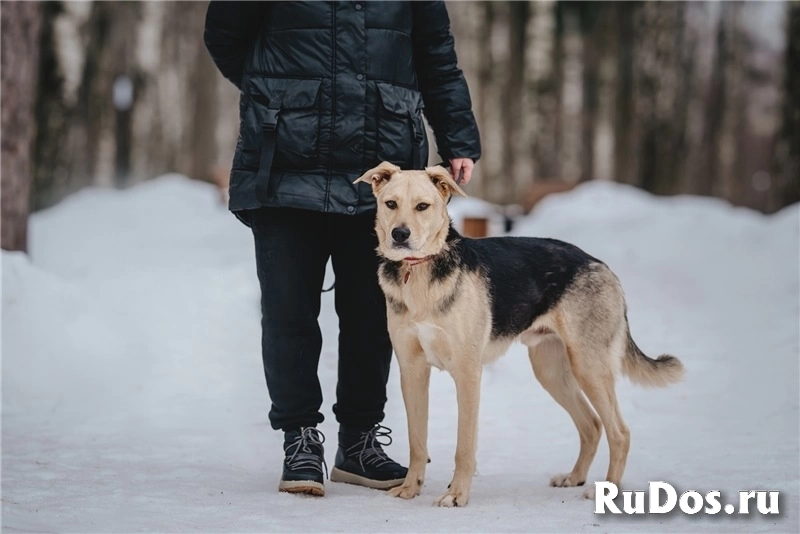 Чудесный пёс Дэнвер в добрые руки. изображение 5