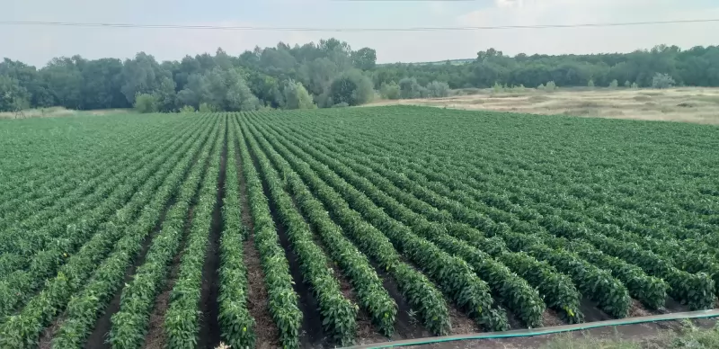 Продаются земельные участки  5 га  (ИЖС) изображение 4