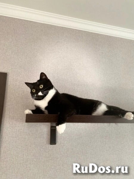 Кошечка Кузя  ищет дом или передержку. изображение 5