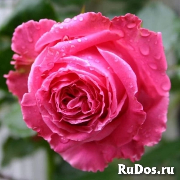 Розы фотка