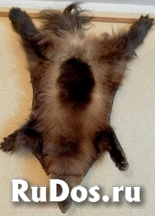 , частное объявление изображение 4