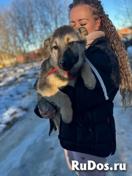 Щенки благородной дворянской породы , ищут ответственных хозяев фотка