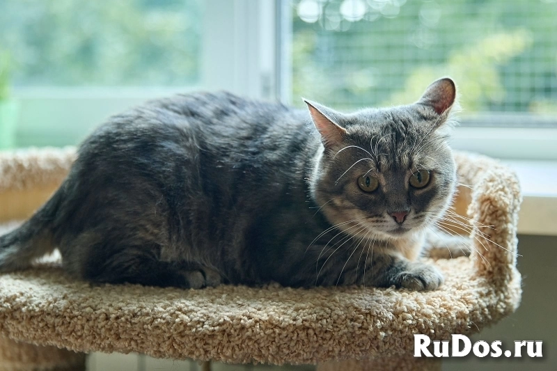 Котик Луня в добрые руки изображение 4