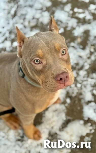 Лиловый триколор девочка Амбулли 6 месяцев фотка