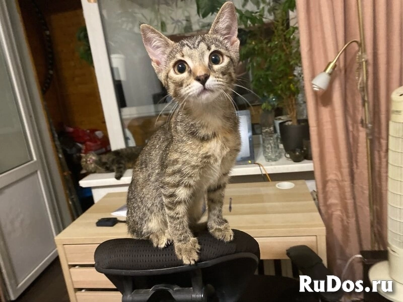 Ищут дом два чудесных котенка Тигра и Нычка. изображение 11