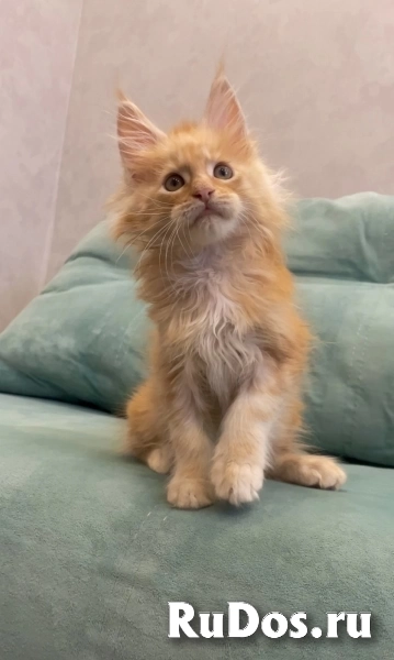 Котенок мейн-кун с документами фото