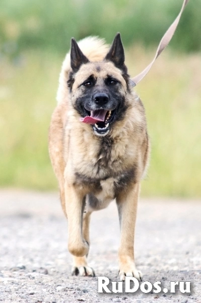 Молодой метис овчарки пёс Рич в добрые руки изображение 5