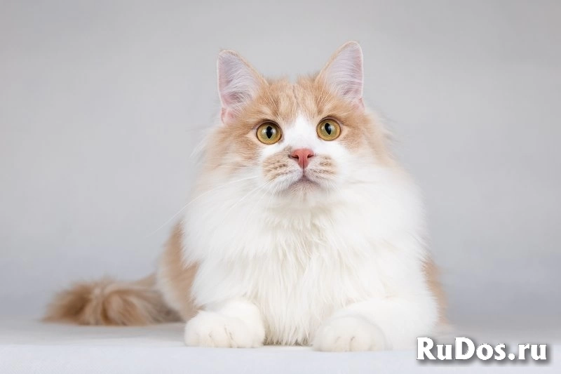 Пирожок - котик, который улыбается. изображение 7