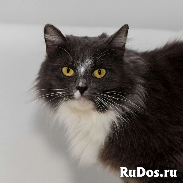 Роскошная красавица Зефирка в самые добрые руки! изображение 3
