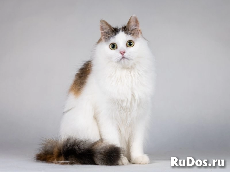Ласковая Зая, котёнок-подросток, девочка, трёхцветка. изображение 3