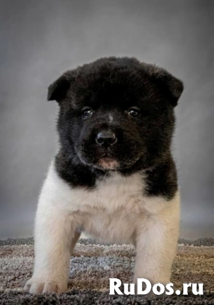 Американская акита, щенки высокого качества изображение 5