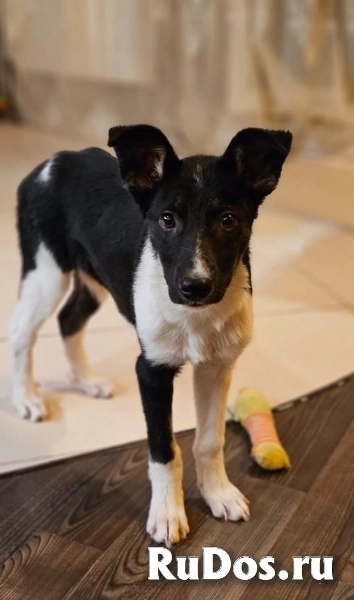 Чудесный щенок Ричард ищет дом. изображение 3