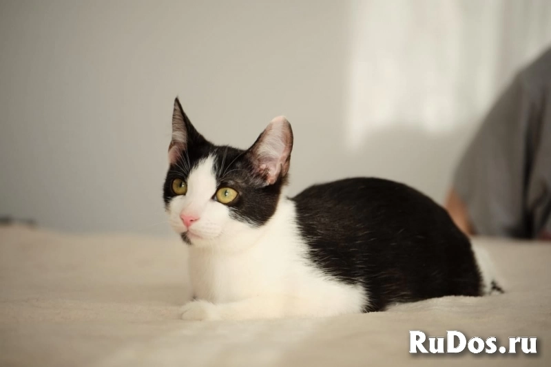 котенок Котя ищет дом фото