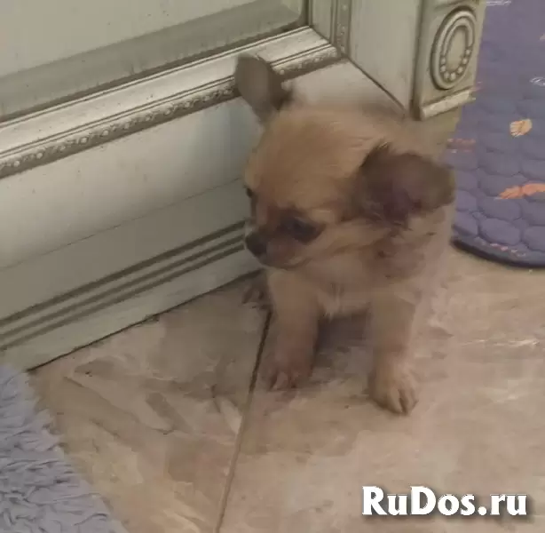 Милые щеночки Чихуахуа фотка