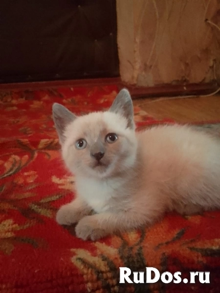 Котята 4мальчика изображение 8