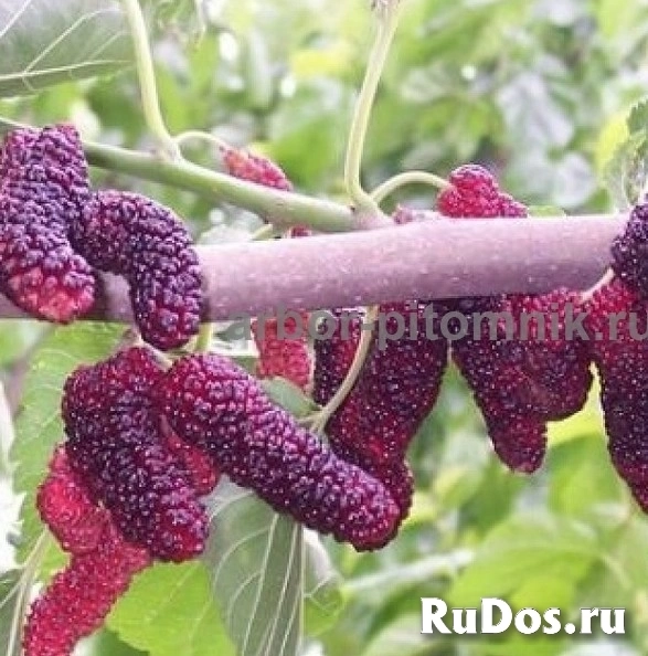 Плодовые деревья и плодовые крупномеры (большемеры) взрослые деревья изображение 10