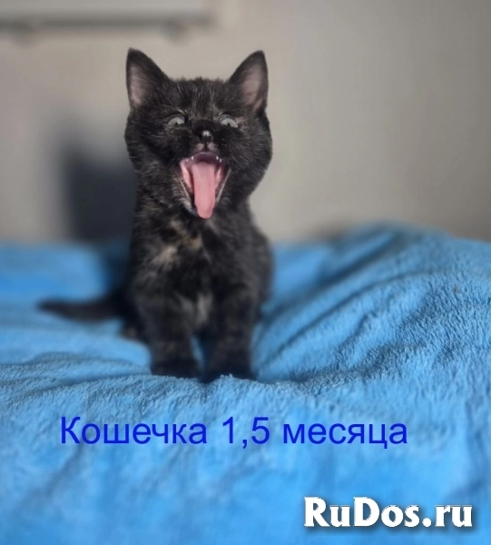 Ласковые и весёлые котята ищут дом! изображение 4