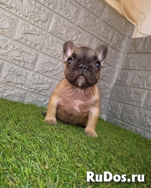 Французский бульдог изображение 3