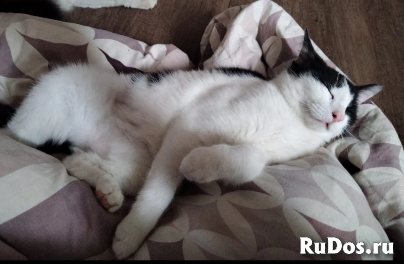 котенок Мишка ищет дом фотка