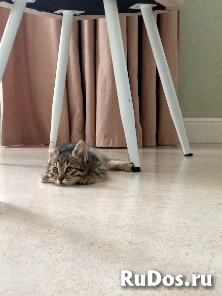 Ника и Сима ищут дом и самых лучших хозяев изображение 6