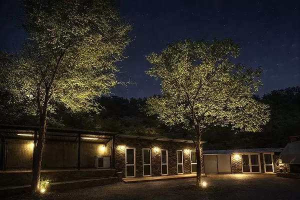 Американский булли XL/XXL изображение 10