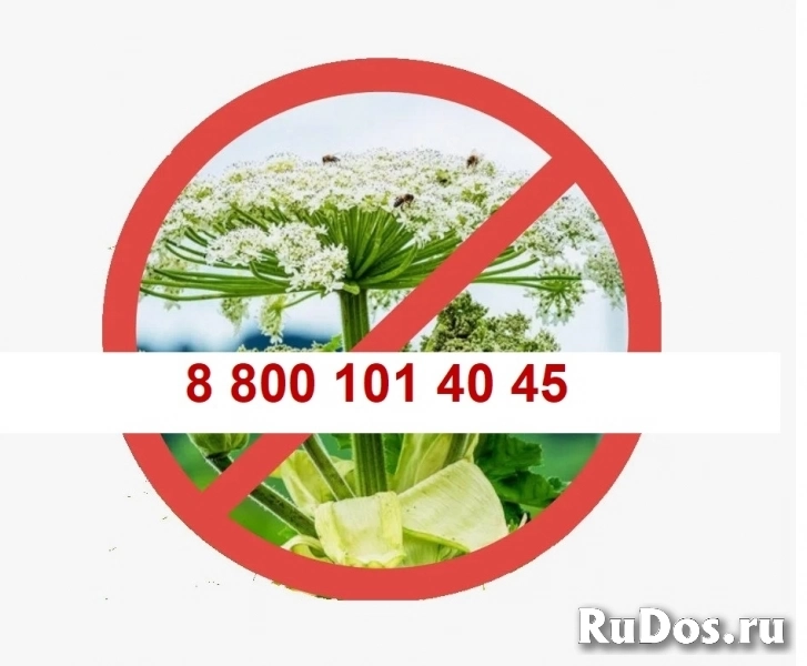 Уничтожить борщевик ! фото