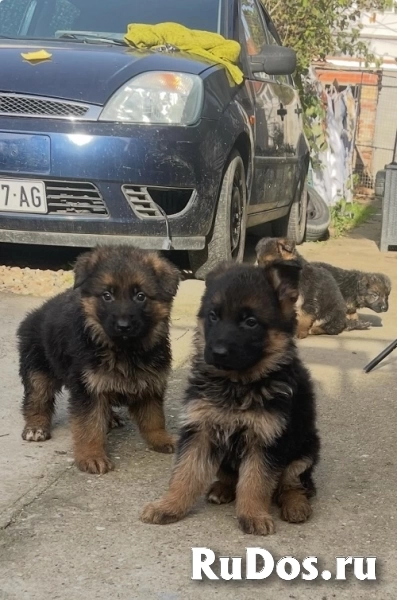 Немецкая овчарка изображение 6