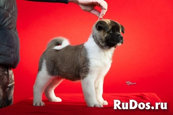 Американская акита изображение 8