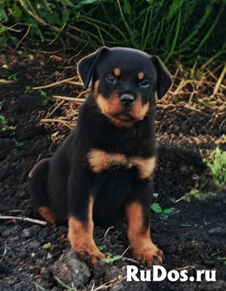 Щенки ротвейлера фото