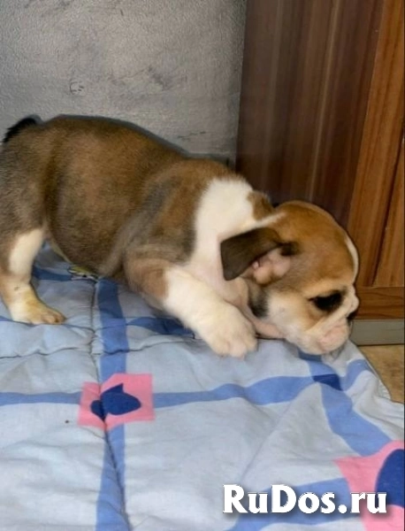 Английский бульдог, прекрасные щенки изображение 5